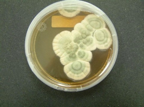 800px-Penicillium_notatum