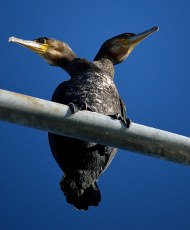 4b55211bf53657565927cc00bdec3792