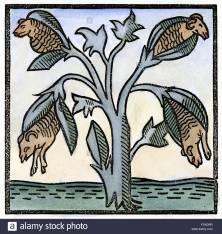 produtos-horticolas-cordeiro-mito-nda-barometz-ou-vegetais-cordeiro-de-tartary-uma-planta-que-de-acordo-com-a-lenda-cresceu-ovelhas-como-seu-fruto-e-assim-era-considerada-uma-possivel-fo