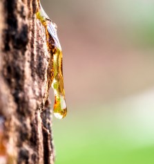 39550567 - drop of resin on tree bark